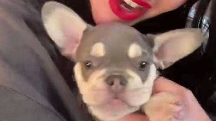 Lady Gaga zeigt neuen Hund und mögliche Hochzeit mit Michael Polansky in den sozialen Medien