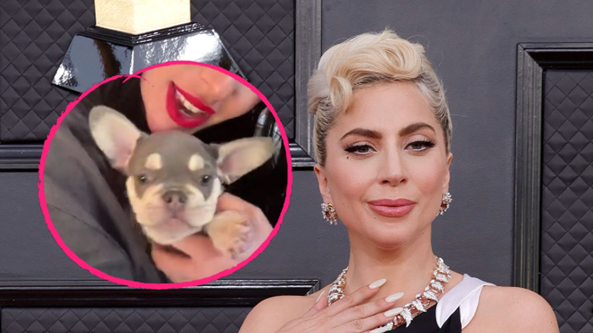 Lady Gaga zeigt neuen Hund und mögliche Hochzeit mit Michael Polansky in den sozialen Medien