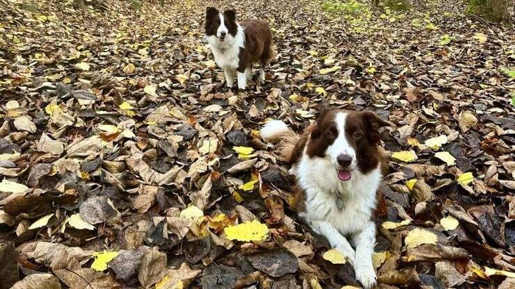 Königin Mary teilt emotionale Momente mit ihren Border Collies Coco und Grace im Wald