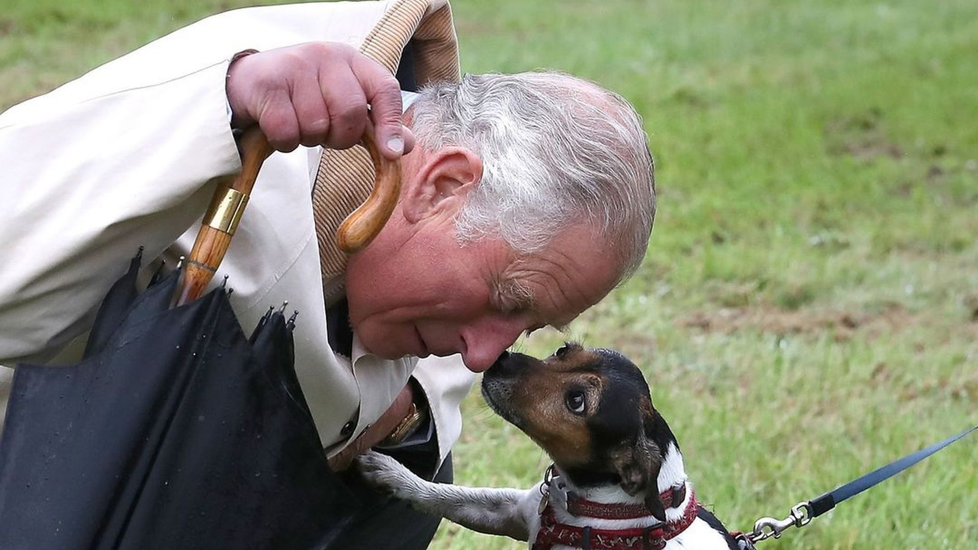 König Charles und Camilla trauern um ihre geliebte Jack-Russell-Terrier-Hündin Beth